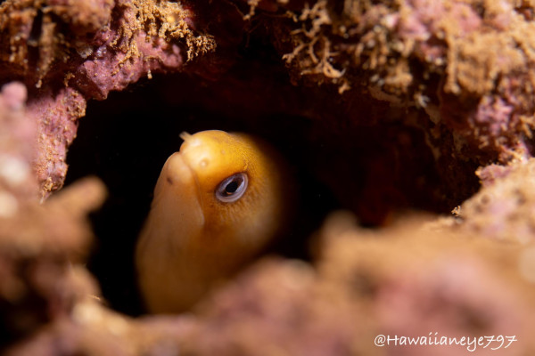 A finger-sized yellow eel rests in a rocky hole.