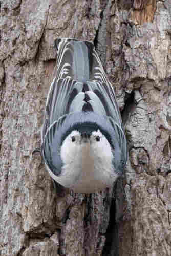 a white breasted nuthatch staring directly at the camera so their beak is between their eyes giving them a rather judgemental expression. they have a little black cap, white face and mostly blue grey feathers covering their back and wings with accents of black. they are clinging to the side of a rough barked tree
