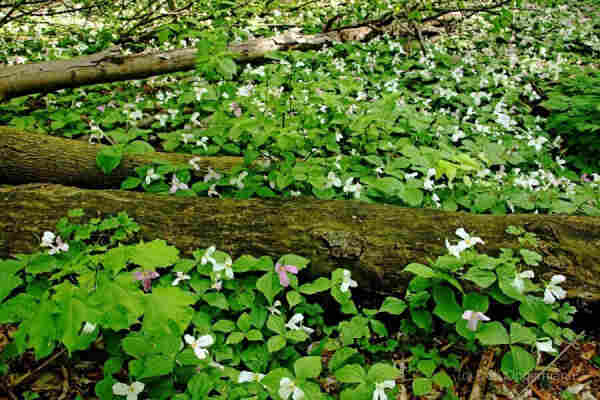 Mostly white Trilliums with fallen trees and green leaves
