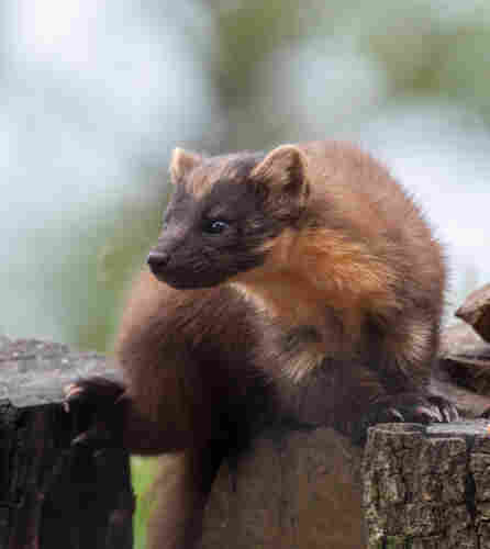 Pine marten - a long, slender omnivorous mammal with a variable coat of brown, orange and gold. This one has a dark chocolate brown face and an orange bib. Note the long, curved claws of an agile tree climber. Still rare or absent in many parts of the UK, it is making a comeback. Always alert but not always shy, it is perched across two log stumps and looking hard at something to its right.