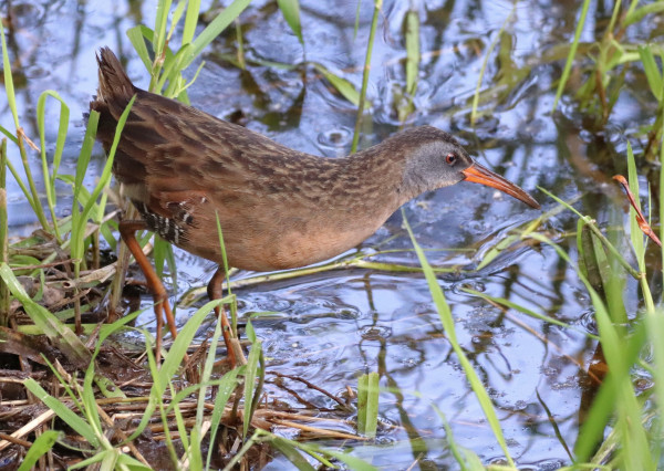 A large freshwater aquatic bird, with long spindly yellow legs, brownish body with some speckling above the legs, a grayish face and an orange beak, fairly long and pointy. It's in the water among marsh grass.