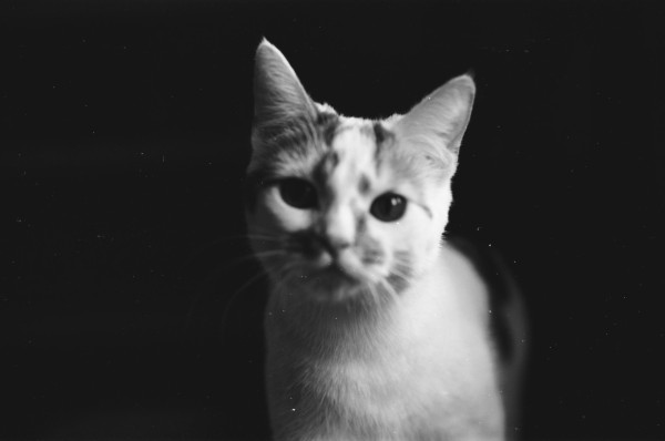 A slightly out of focus, black and white photo of a white cat.