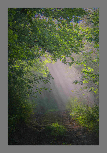 The morning sun streams down through green foliage casting its rays through the misty air over a dark dirt road