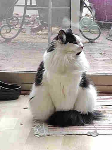 Picture shows Selina, a black and white fluffy tuxedo kitty, looking to the side doing a beautiful tail sit with her fluffy tail wrapped around her legs.