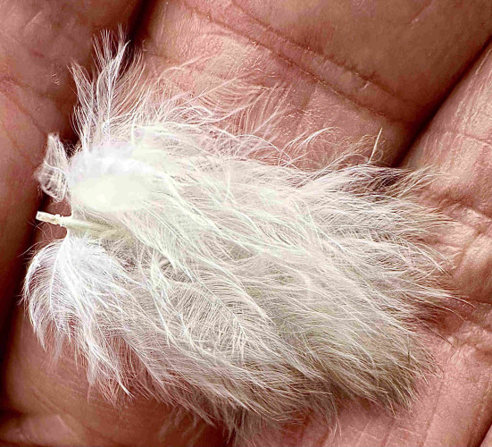 This is a photo of a small white bird feather in my palm which  I caught floating in the air.