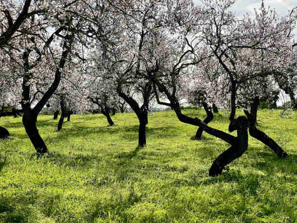 An orchard of blooming trees with white flowers and a lush green grassy ground cover.