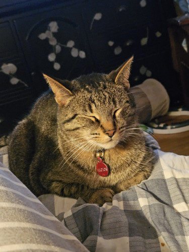 A brown tabby tucked up on the couch in the traditional loaf shape, his eyes closed and ears up.