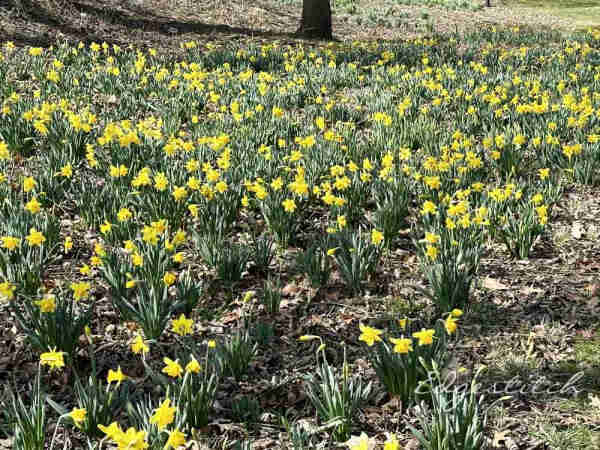 Brown leaves on the ground with a sea of yellow daffodils blooming in the middle and foreground. The bottom of a tree trunk in the background.