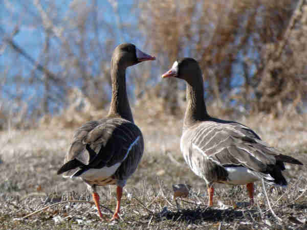 Photo of a pair of plump, smallish brown and white geese with their backs to the camera, loitering in the tamped, driftwood-colored grass of an empty neighborhood lot. The birds' heads seem to be facing each other, showing brown heads with white faces and bright orange bills that glint in the light as they both turn to look back over their shoulders towards the camera. It's as though they've abruptly paused their conversation and are pursuing their lip, either because they've been found out gossiping or because I've been found wanting. The sun is bright and full, playing up the bright orange rubber of their legs and the smoky walnut of their wings. In soft focus in the background stand fuzzy straws of bulrush against the faded blue of a lake. 