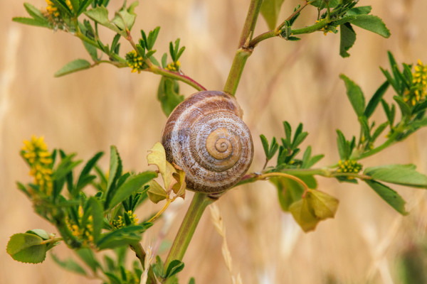 A milk snail (?) rests inside their shell on the stem of a blooming shrub with small yellow flowers. The background is golden grass.
