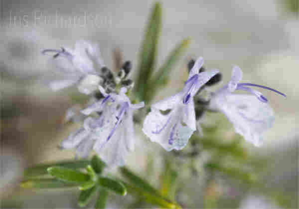 Delicate pale lavender rosemary herb flowers with intricate purple spots and lines are in focus against a soft, blurred background. Each flower has a prominent set of stamens that extend outward, adding to its intricate detail.   "In ancient times, rosemary was associated with remembrance, memory, and fidelity."  Rosemary was used in hair to improve memory and in the bride's head wreath to encourage couples to remember their wedding vows. This makes the Rosemary herb one of the most well-rounded useful herbs I know. Who knew it was a romantic symbolistic herb?  Artist Iris Richardson, Gallery Pixel, Pictorem and ArtHero