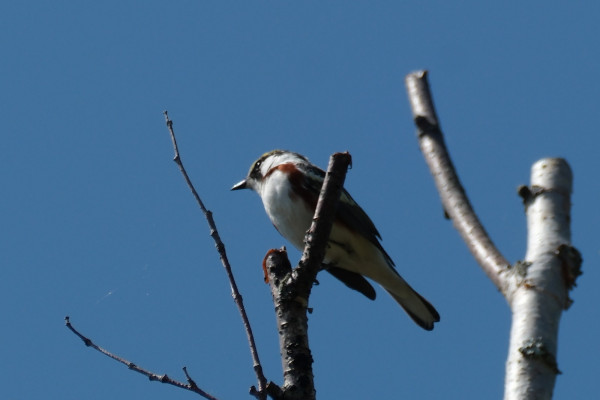 A small bird on a bare branch, photographed from below against the blue sky. It has a white breast and belly and a chestnut-coloured shoulder stripe.