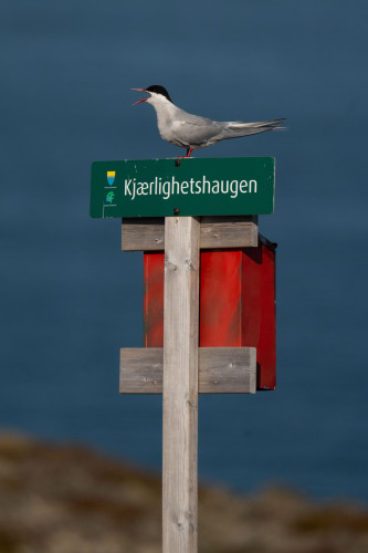 Arctic tern standing on top of a wood green sign that says “Kjærlighetshaugen”, placed on a wooden pillar with a red postbox attached to it. The background is sea and out of focus. The tern has its red beak wide open and is shouting. Has a white body with light gray wings, a black head, and sharp red beak. 