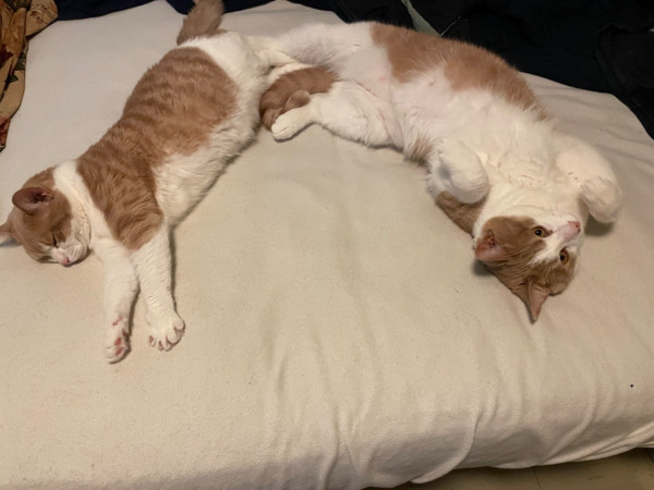 Two orange cats form a crescent lying on a futon. Their back legs are touching, their bodies stretched out long away from each other