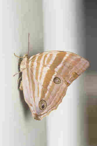 a palm king butterfly resting on a wall in a HDB flat void deck