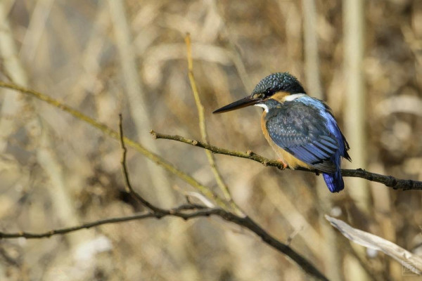 common kingfisher on a stick in front of yellow winter grasses