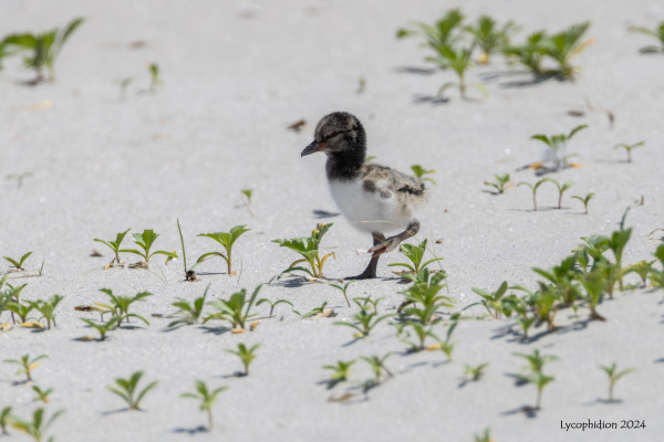 American Oystercatcher chick running across the beach sand in its nesting area. The down-covered chick has a dark head and neck, mottled upper body and light lower body. 