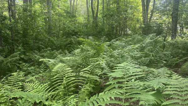 a photo of dense ferns growing in the foreground and trees in the background. sunlight filters through the foliage.