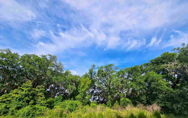 A stretch of undeveloped land beneath a brilliant blue sky with whispy, swirling, thin white clouds. Rows and rows tall forest trees in a variety of green shades, many draped with Spanish Moss, as a backdrop to a clearing with incredibly tall overgrowth of plants, vines, and grasses in shades of green, yellow, and brown.