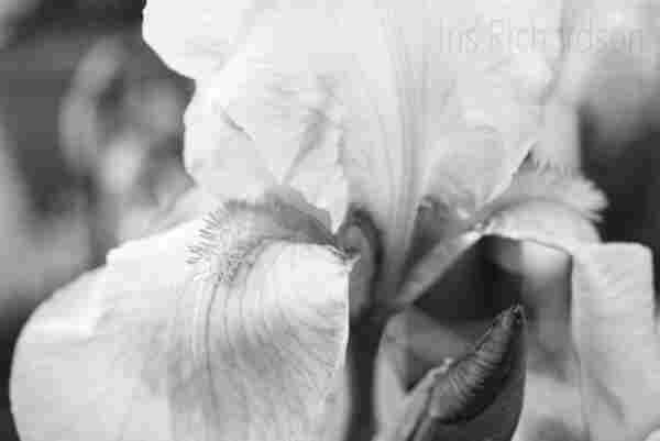 Black and white Iris Flower Macro Photograph - A close-up view showcases the detailed structure of a blue iris flower, highlighting its delicate petals and the intricate yellow and white patterns on its beards. The surrounding greenery is softly blurred, bringing focus to the flower's vibrant colors and textures. Artist Iris Richardson, Gallery Pictorem and Arthero