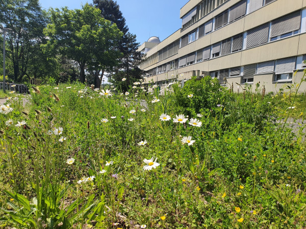 A wildflower meadow in front of the Max Planck Institute for Radio astronomy in Bonn.