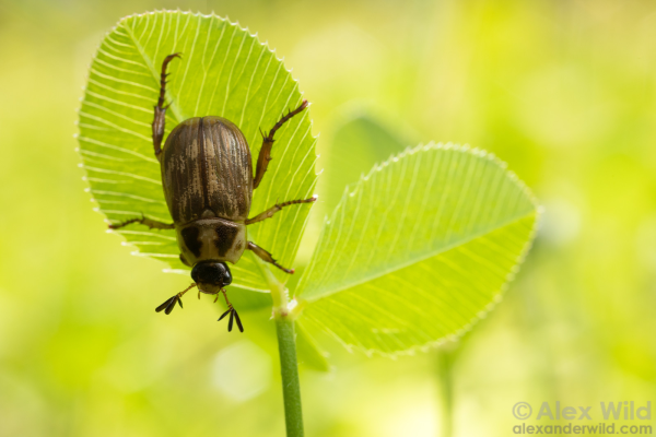 Macro photograph of a chunky, subtly-patterned scarab beetle with grappling legs and alert, fan-like antennae facing downwards and hanging from a sunny, backlit clover leaf.