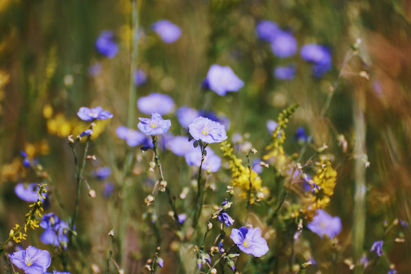 Wild Blue Flax blooms in focus in the foreground, scattered amongst pale green grasses and yellow flowers out-of-focus in the background.