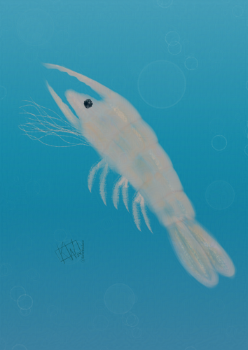 Digital drawing of a little shrimp, swimming around & thinking about life.
