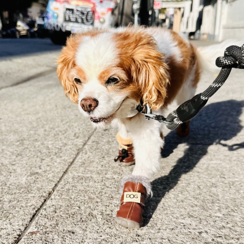 Cookie the Cavalier spaniel walking down a street with shoes on. She’s looking disheveled and sleepy as she just woke up 