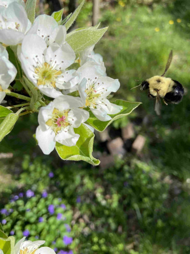 A bumblebee in flight approaching a cluster of pear blossoms. The bee has a black head and a shiny black bottom, and a fuzzy yellow midsection. The blossoms have white petals and yellow stamens. In the background we see green lawn and a patch of violets. 