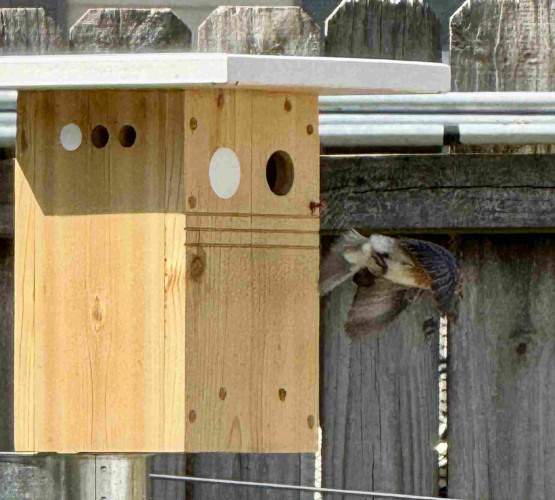 A male eastern bluebird exits the fancy expensive brand new roomy two-hole bird house

