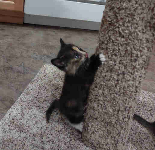 An orange and black Calico kitten with white paws at the base of a cat tree, standing on her hind legs, her front paws clinging to the tree, her tongue sticking out in excitement as she considers whether to climb up the tree.