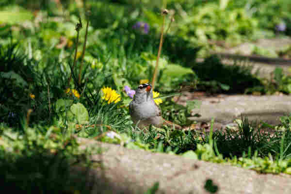a white crowned sparrow sitting in some green grass between paving stones. behind it are some yellow dandelions and little purple flowers as well as some bare dandelion stalks. they have a grey belly, a little black and white striped head, and a bright orange beak.