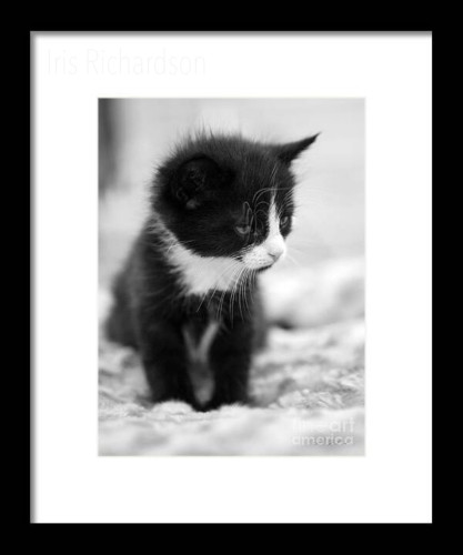 Black and white tired kitten in black frame. Artist Iris Richardson, Gallery Pixel
