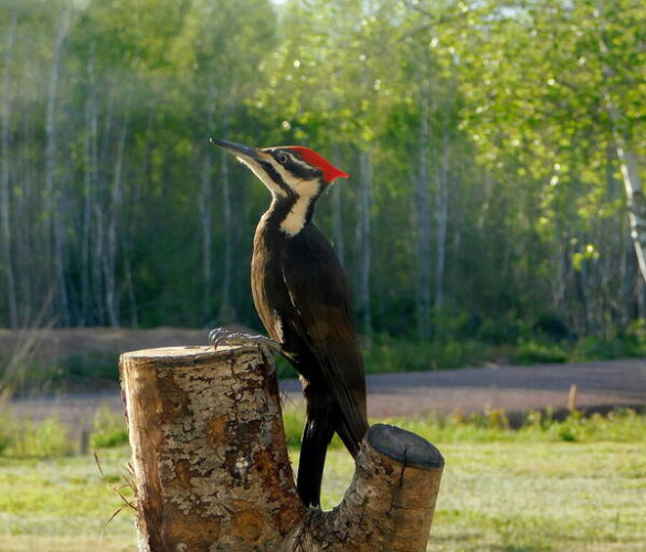  A pileated woodpecker is perched on a cut tree stump, its black and white plumage contrasting with a striking red crest. The bird is set against a backdrop of a lush green forest and a clear, sunlit sky.

The Pileated Woodpecker is such an incredible looking bird! Striking looking not only in size, but in colors. This female has the black 'mustache' under her large beak, whereas her partner's mustache would be red.
