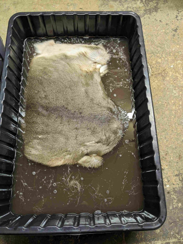 A small deerskin is in a rehydration bath in a large plastic mason tub. There are loose hairs and soap bubbles floating on the dirty water. 