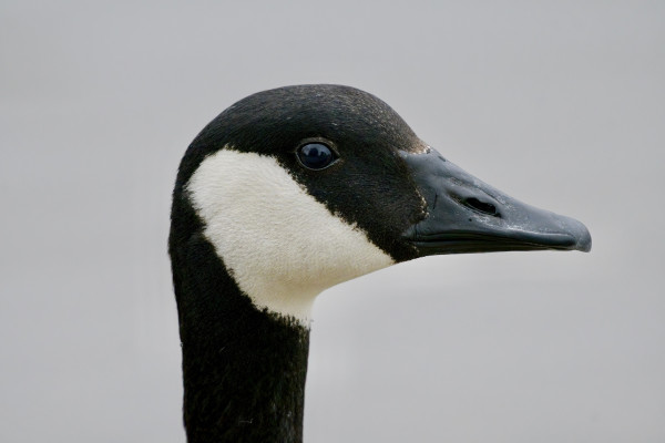 Close-up of a Canada Goose's head against a plain background.