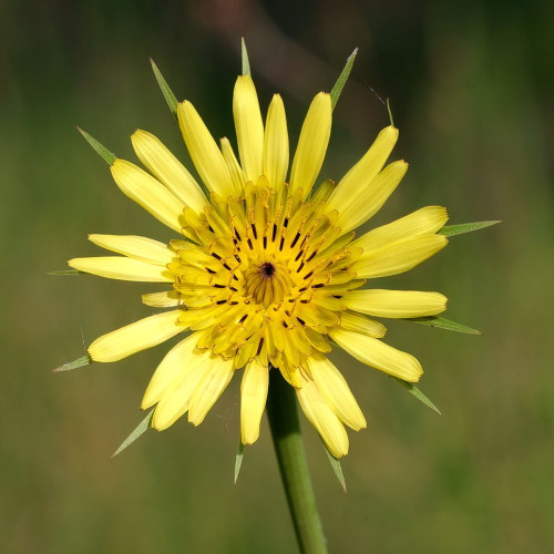 A yellow flower that resembles depictions of the sun, with yellow petals like rays and even longer green spiky bracts underneath.