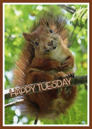 Picture a red squirrel sitting on a branch looking at us smiling. The caption reads: “Happy Tuesday”