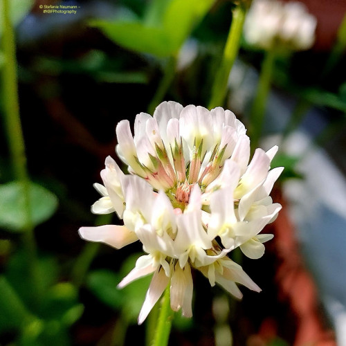 White flower of a white clover.