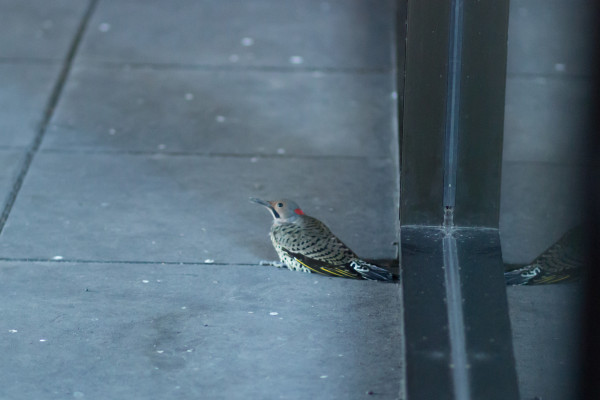 A bird sits on concrete in front of a floor to ceiling window that it recently struck and fell down from. It's eye is open but it has a somewhat flattened, hunched posture, indicating it's in distress. 