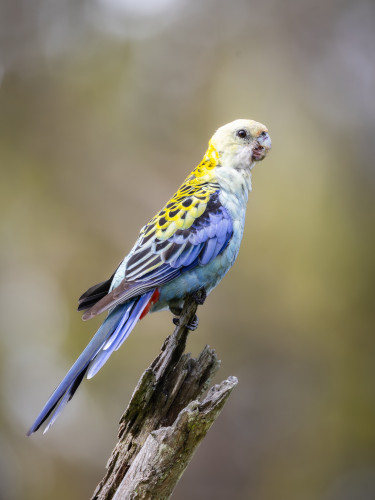 Parrot with yellow back, blue wings, white head, on a stick
