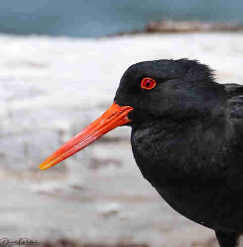 Head shot of an all-black bird with red eye and long red bill, with a rocky beach in the background
