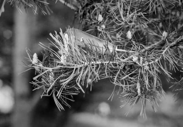 Black and white photo showing the ends of a pine tree branch coming from the right, with last year's needles and little candles of emerging growth. Caught amongst the needles is a strong feather, possibly a gull's or a pigeon's feather.