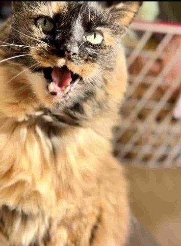 A large tortie with her mouth open, as if screaming 