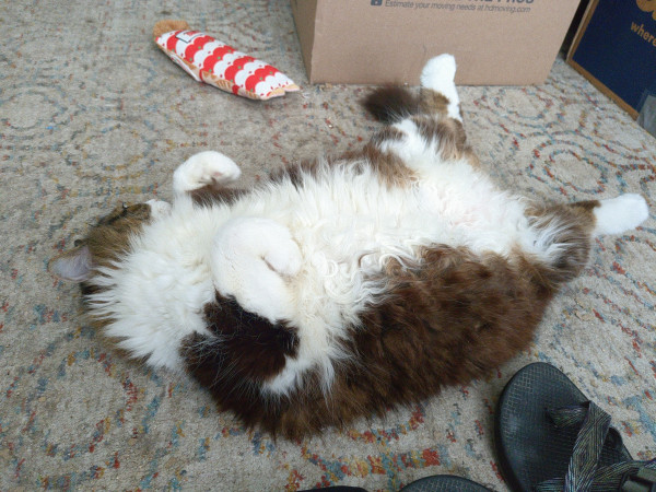 A fluffy brown tabby cat with a white tummy lying on her back with her head turned to the side.