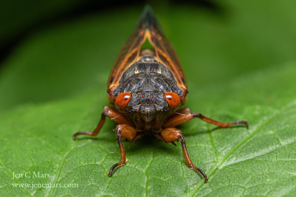 A black bug with orange legs and wings stands on a green leaf facing the viewer. It has two large, red compound eyes with pseudo pupils that appear to be looking at the viewer, and three simple red eyes arranged in a triangle on its face. 