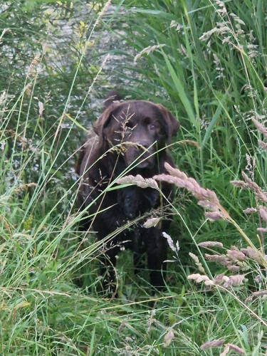 Arwen, a chocolate brown Labrador, standing in very high grass. She's wet from swimming, as there is water behind her (not visible in the image).