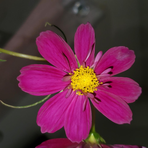 close up of a cerise cosmos flower with bright yellow center and frilly tiny extra attractor petals lining the central circle of yellow. It is an eight petaled flower.
