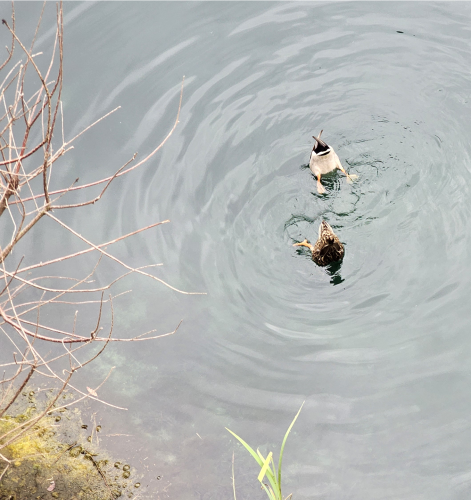 A bonded pair of Mallards turn vertical as they feed underwater with their rears sticking straight up. The bank of the pond is seen on the lower left and on the left are barren branches of a small tree. At bottom center are the tops of some long green leaves.